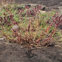 Coleus strobilifer (Roxb.) A.J.Paton